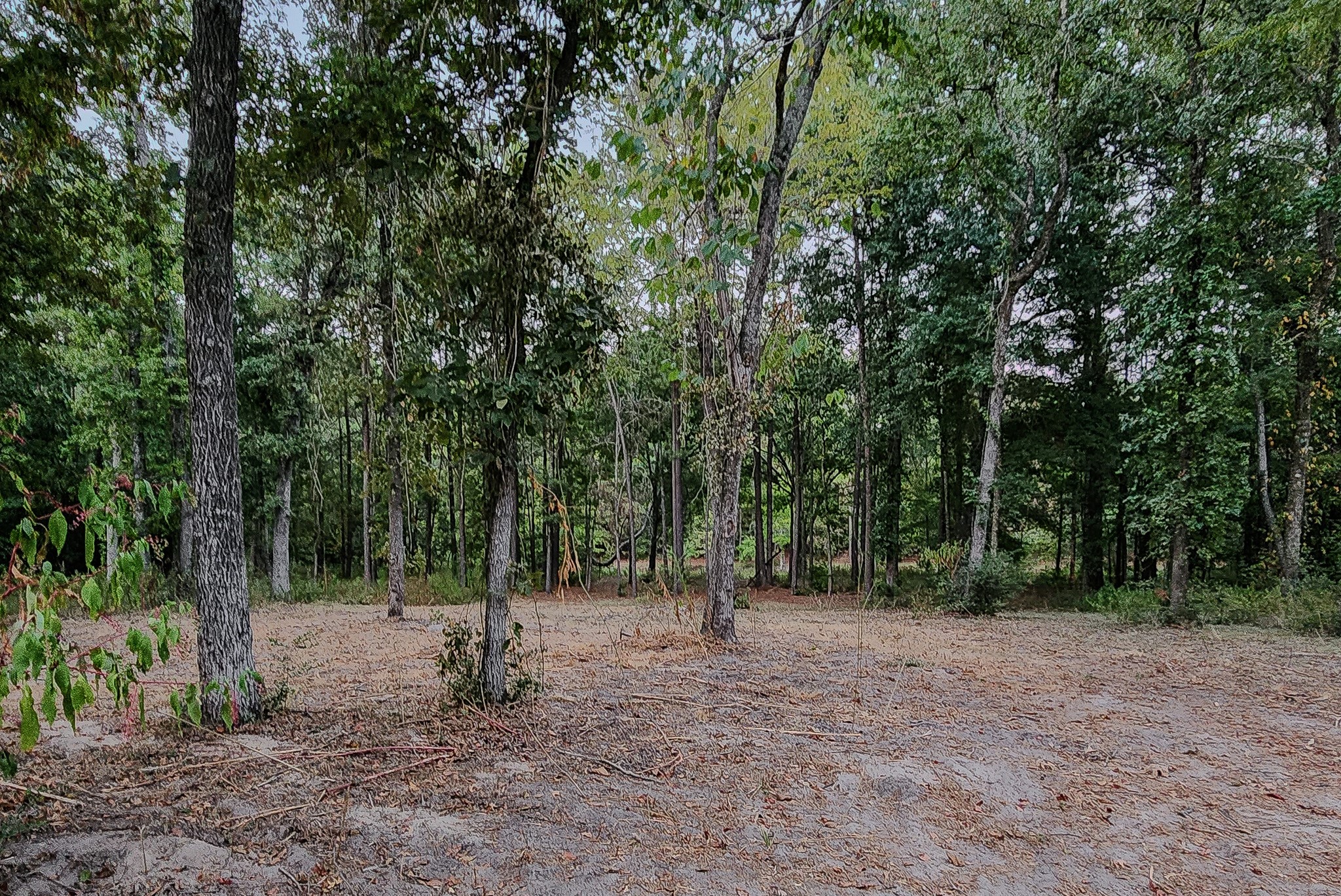 200 Laurel Road Onalaska, TX 77360 - Photo 1 of 5 a view of outdoor space with trees