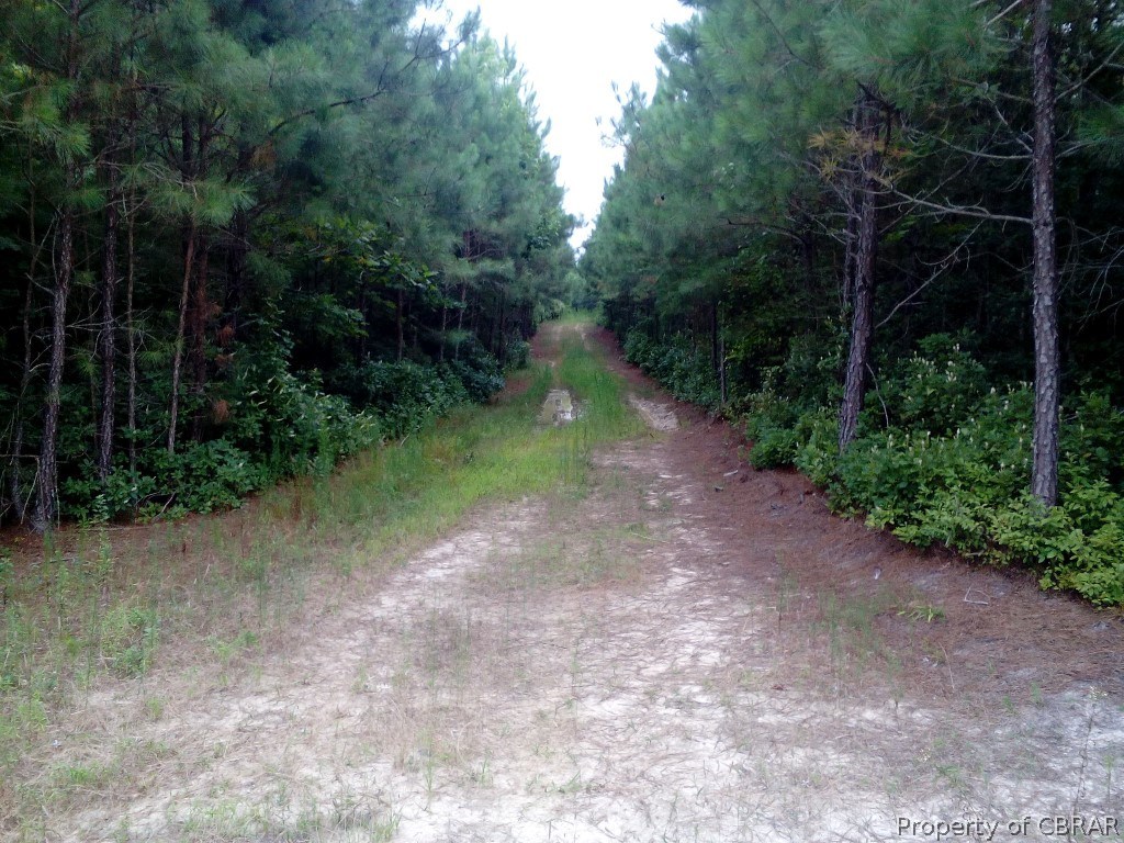 57.4-ac 57.4-ac Poplar Grove Road Center Cross, VA 22437 - Photo 12 of 12