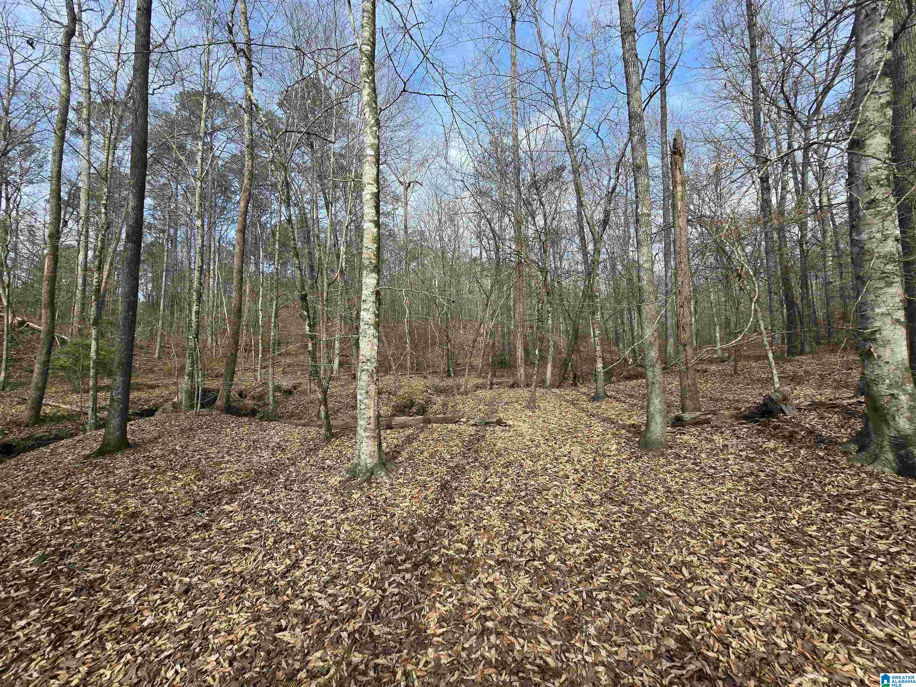 354 Springwell Road Rockford, AL 35136 - Photo 13 of 68