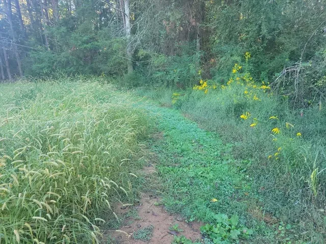a view of a lush green forest