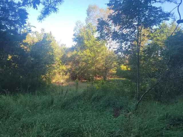 a view of a lush green space