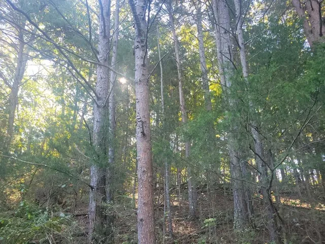 a view of a forest that has lots of trees