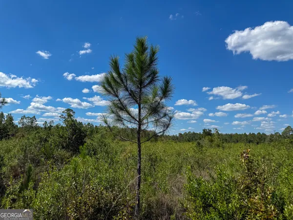a view of a tree with a house in background