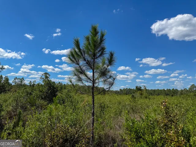 a view of a tree with a house in background