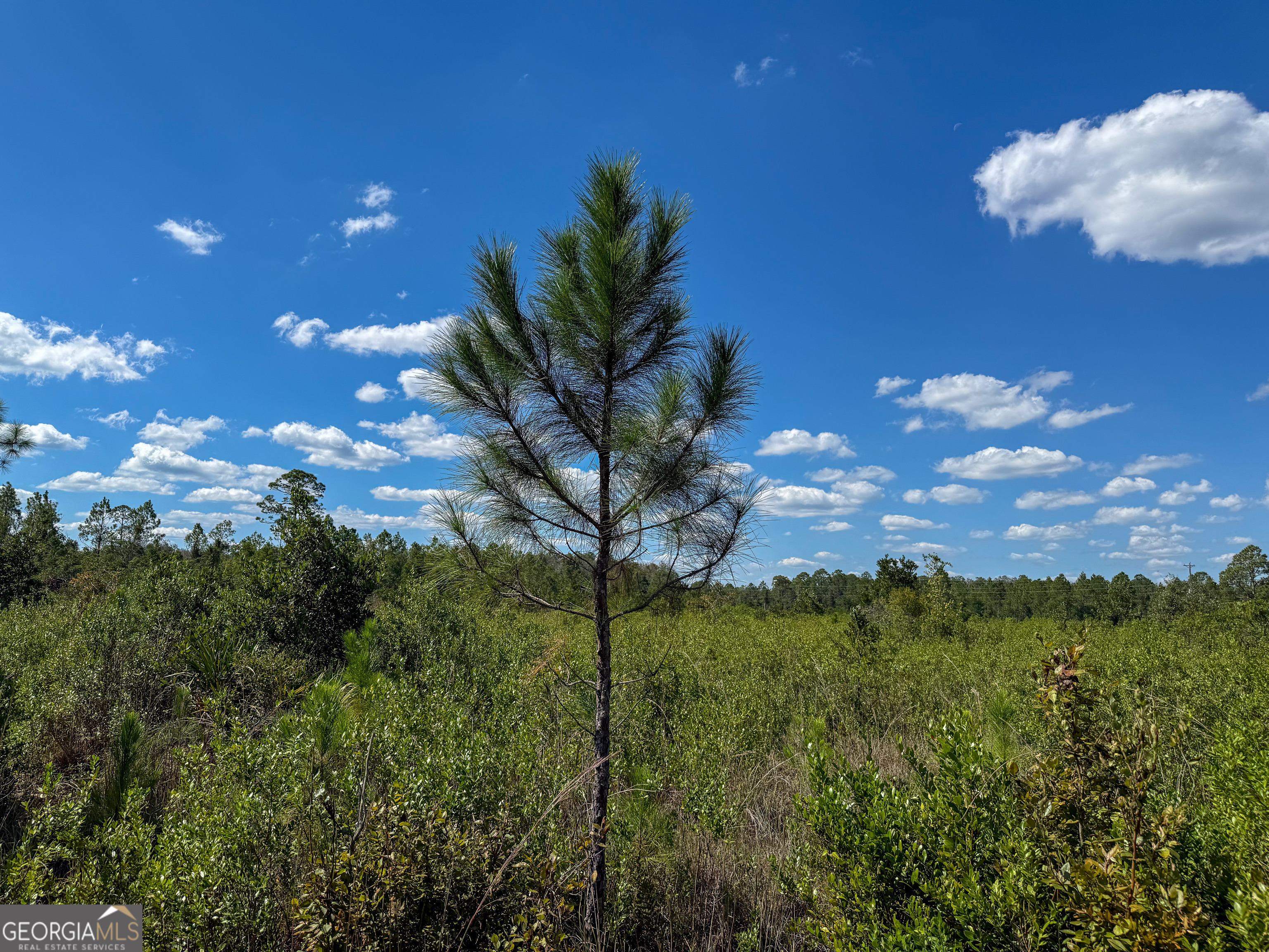 0 Highway 84, Unit 1 Homerville, GA 31634 - Photo 10 of 10 a view of a tree with a house in background
