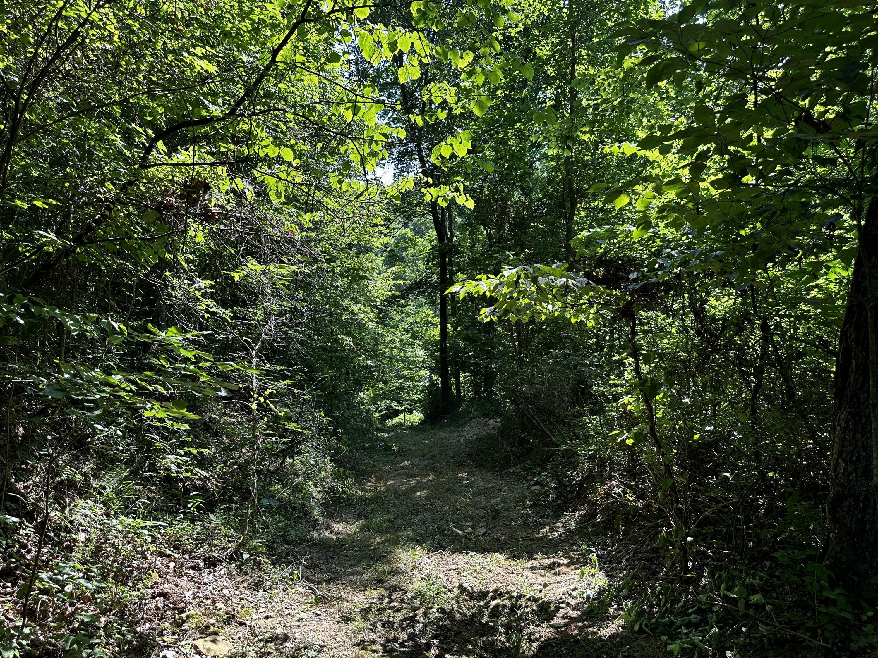 1101 Hull Road, Unit TRACT 9 WOODS WAYNE FOREST) Patriot, OH 45658 - Photo 27 of 61 20240621_150151648_iOS