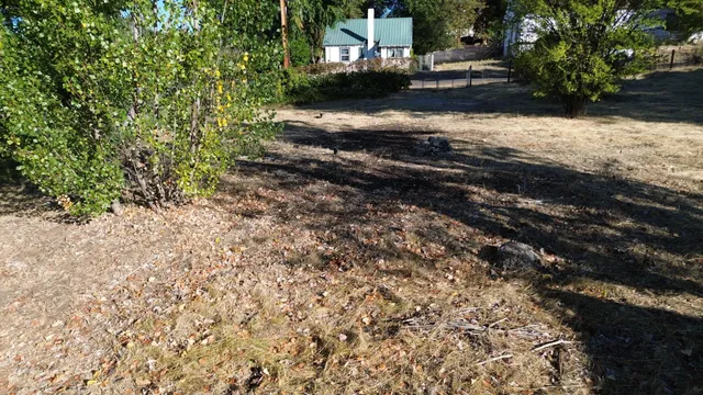 a view of a yard with plants and large trees