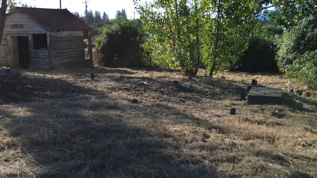 a view of a yard with plants and trees