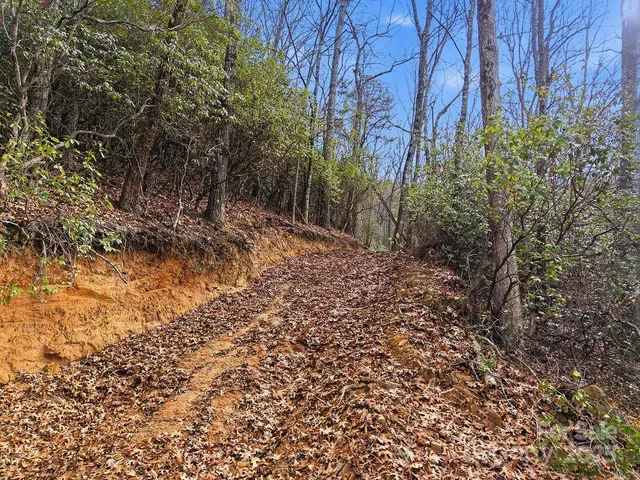 a view of a yard with plants and trees