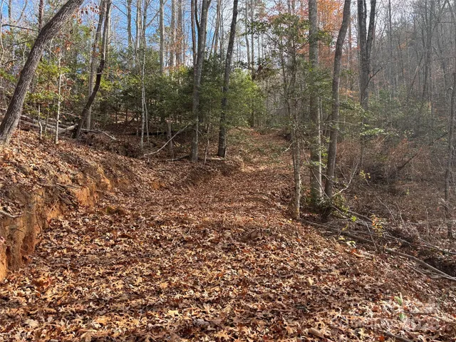 a view of a forest filled with trees