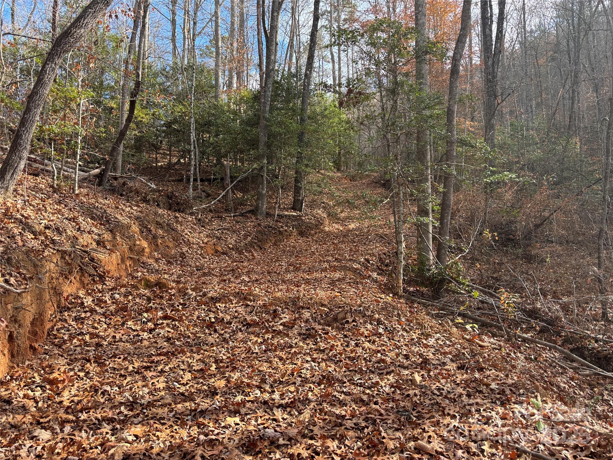 0 Barkers Creek Road Whittier, NC 28789 - Photo 21 of 25 a view of a forest filled with trees