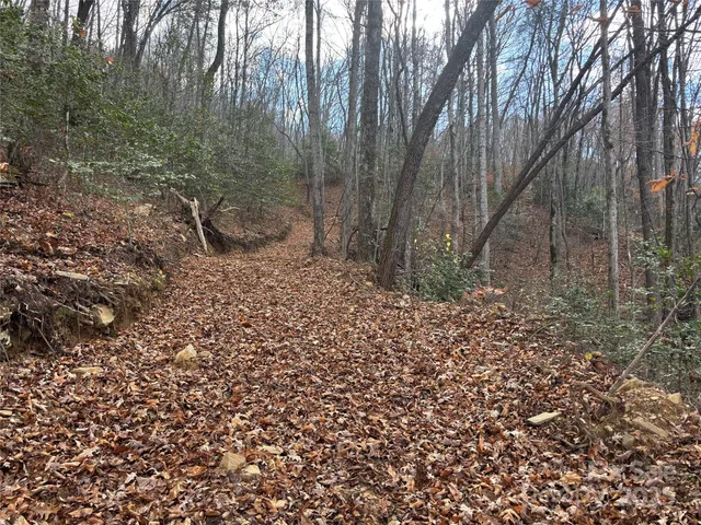 a view of a forest filled with trees