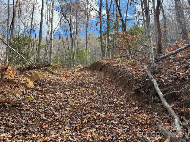 a view of a yard with large trees