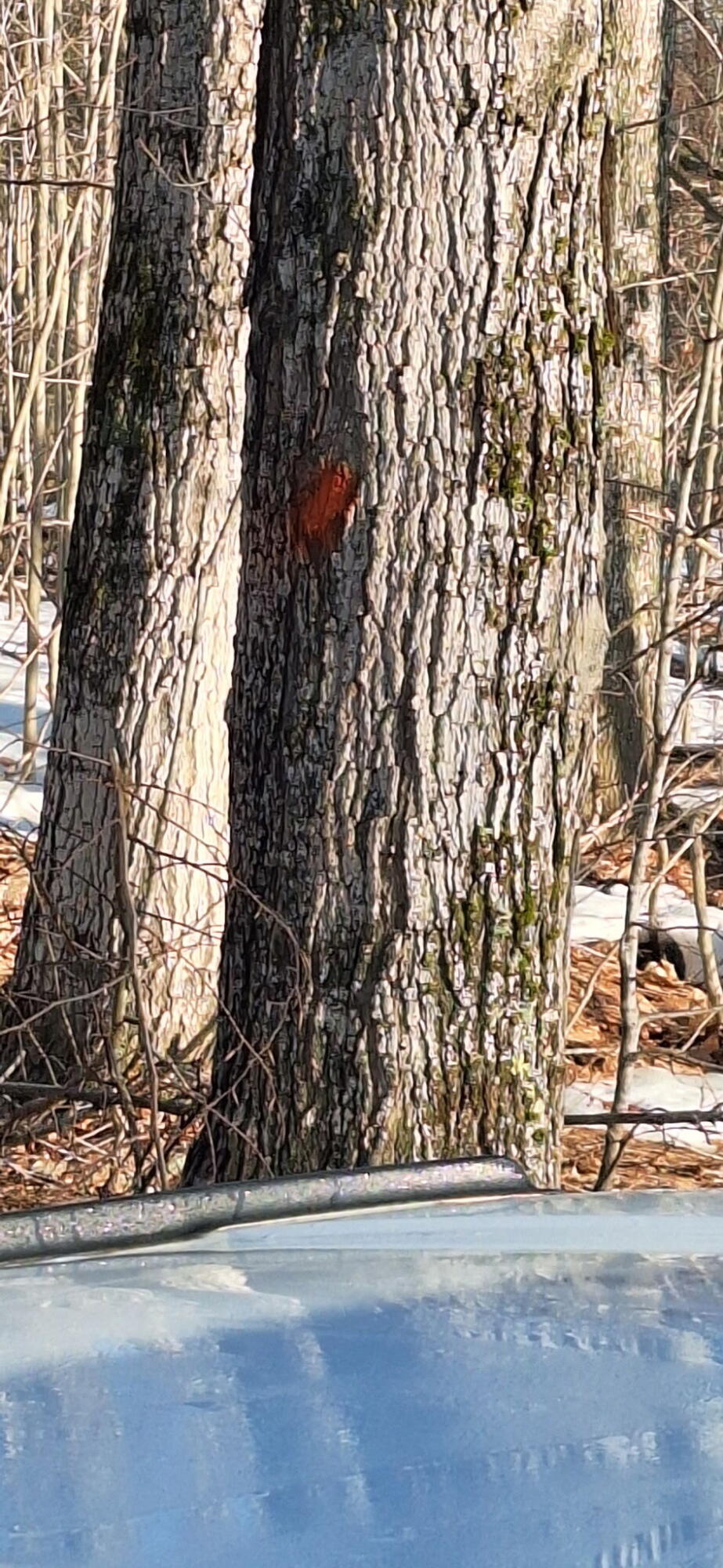 Vl North Sharon Road Kalkaska, MI 49646 - Photo 12 of 22 1000003063