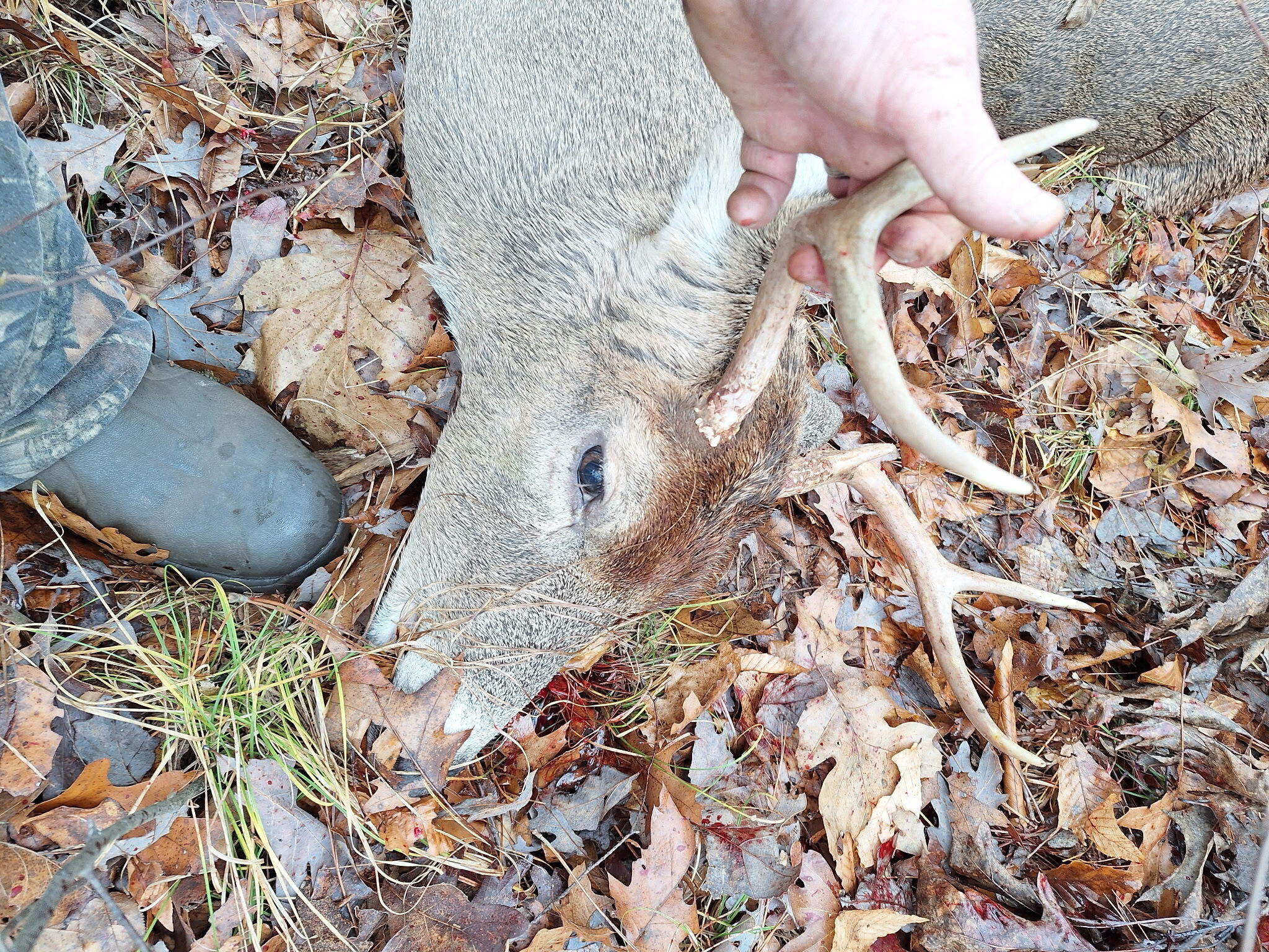 Vl North Sharon Road Kalkaska, MI 49646 - Photo 9 of 22 9102274652996060658