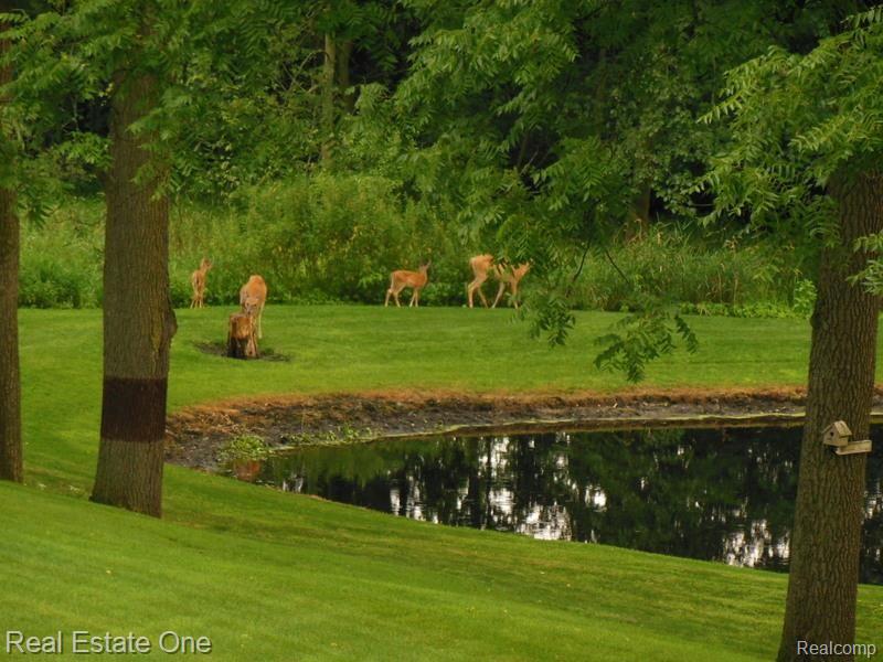 10155 Roberts Road Gregory, MI 48137 - Photo 64 of 89 Wildlife galore all year round.
