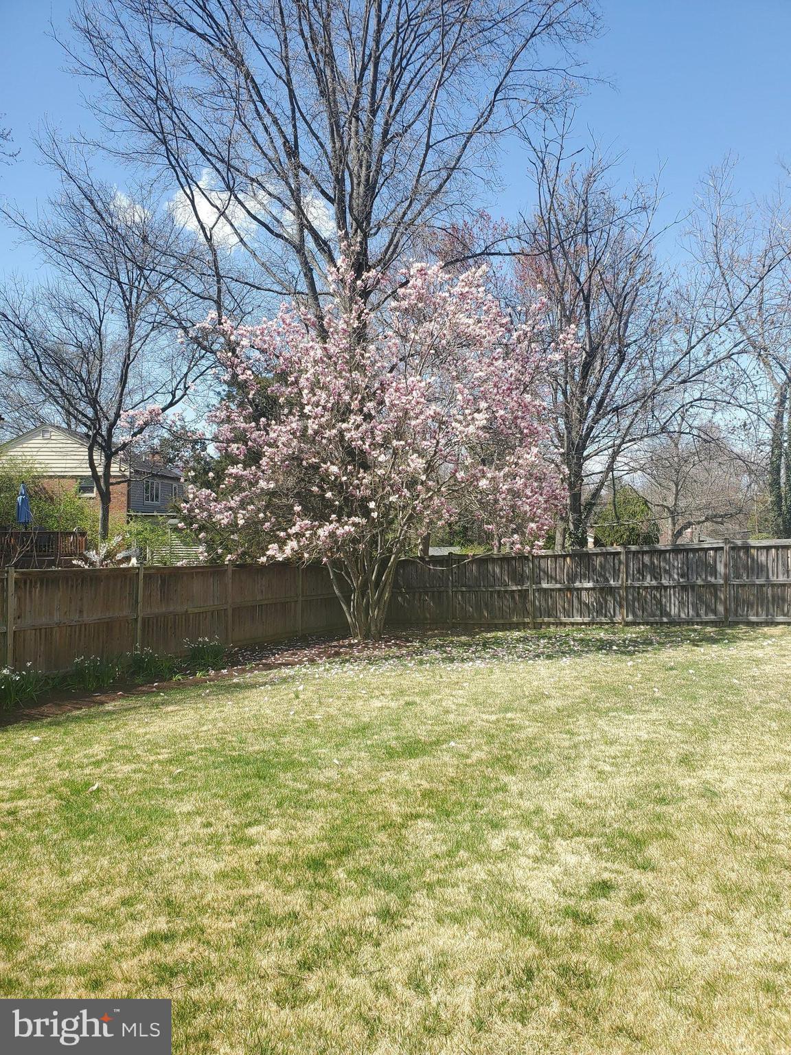 10002 Belhaven Road Bethesda, MD 20817 - Photo 3 of 31 Cheery Blossoms