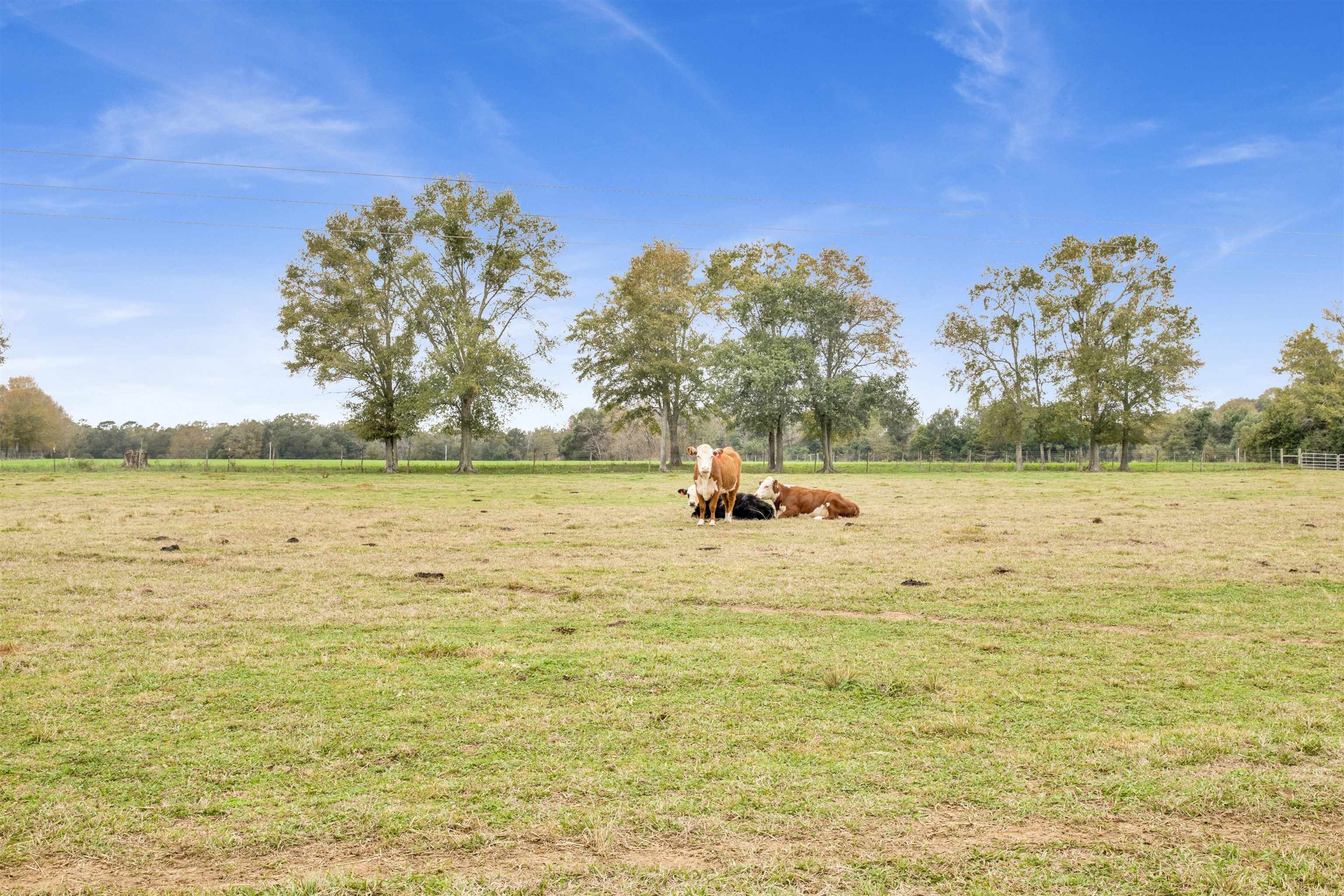 0 Newman Road Summerdale, AL 36580 - Photo 6 of 14