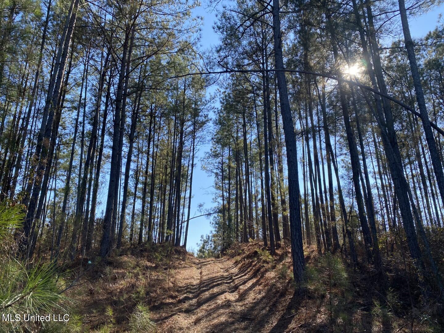 3122 County Road Kilmichael, MS 39747 - Photo 13 of 40 13