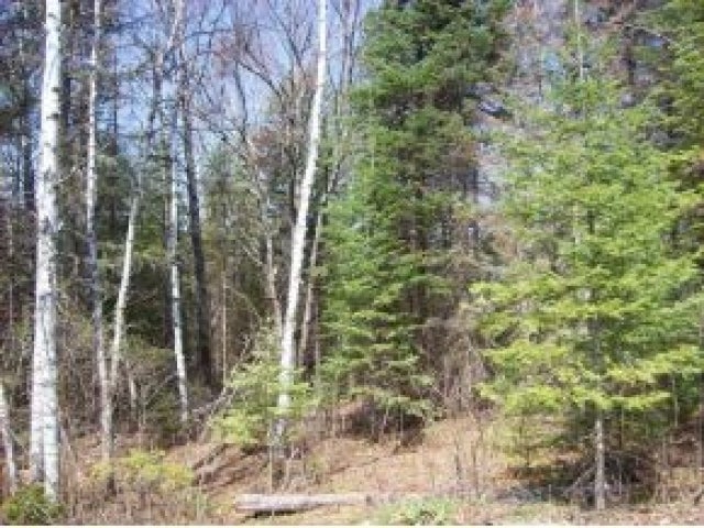 None East Echo Lake Road Mercer, WI 54547 - Photo 6 of 8 Gallery Image 6