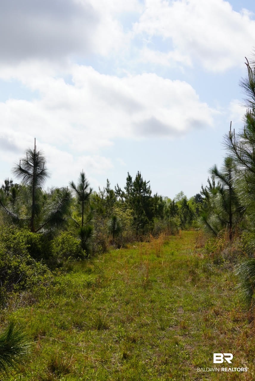 1069 Cemetery Road Range, AL 36473 - Photo 26 of 26