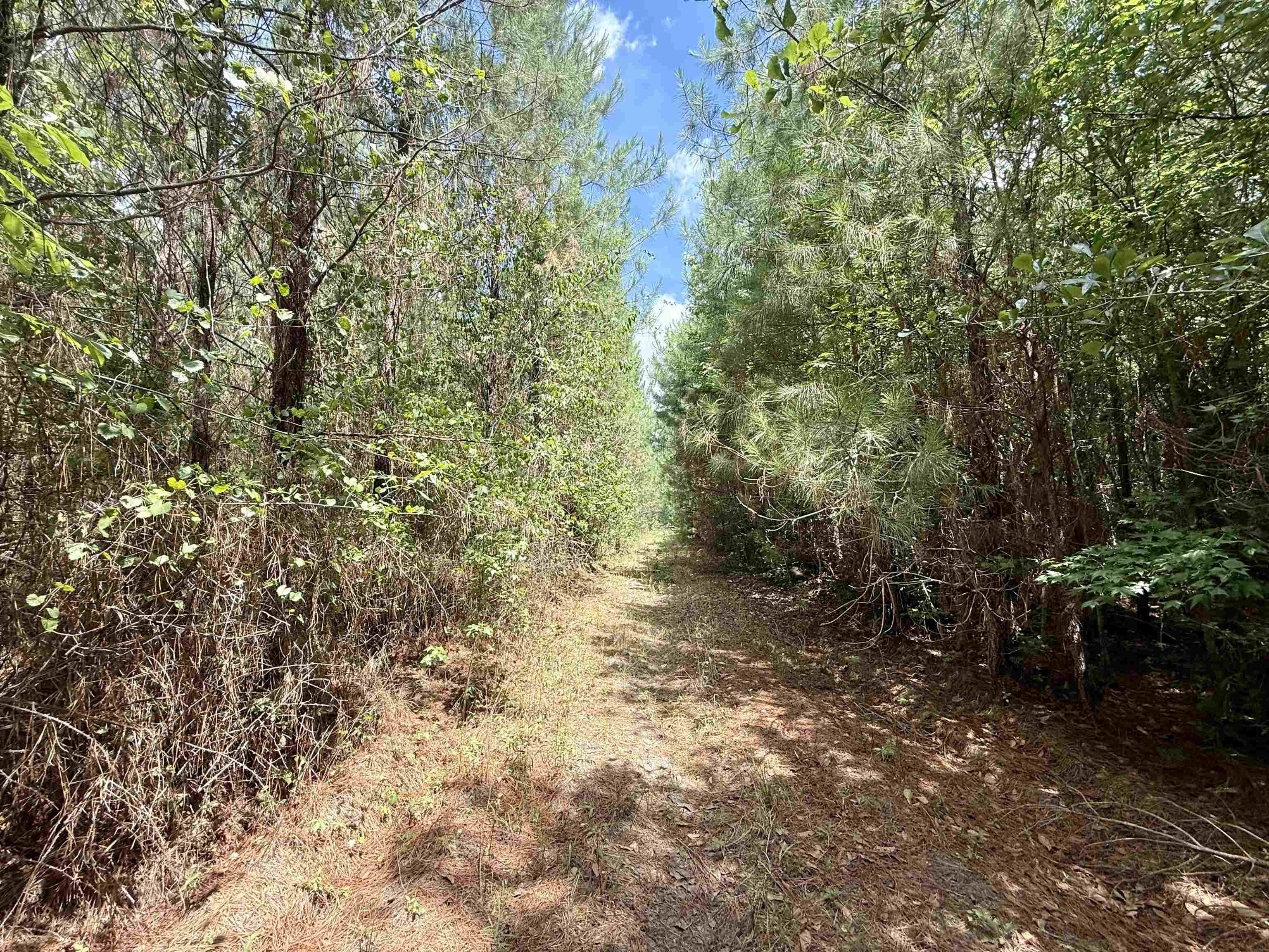 83.03-acres - Birch Creek Road Andrews, SC 29510 - Photo 22 of 25
