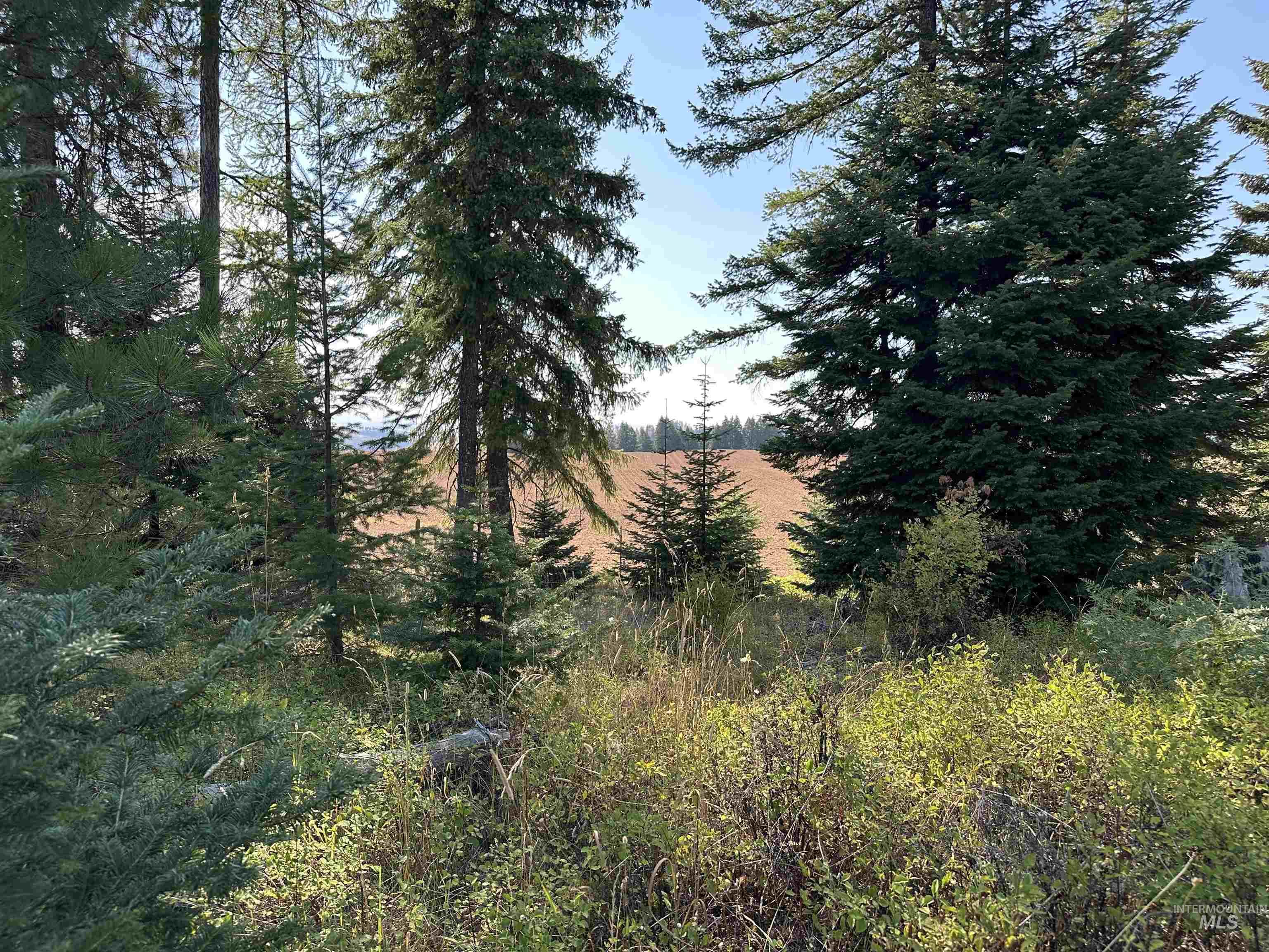 1 Peaceful Valley Road Kamiah, ID 83536 - Photo 6 of 10