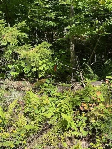 $55,000 | 0 Rupert Road, Sandgate, VT 05250