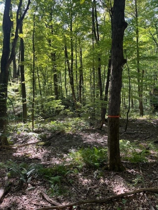 0 Rupert Road Sandgate, VT 05250 - Photo 7 of 12