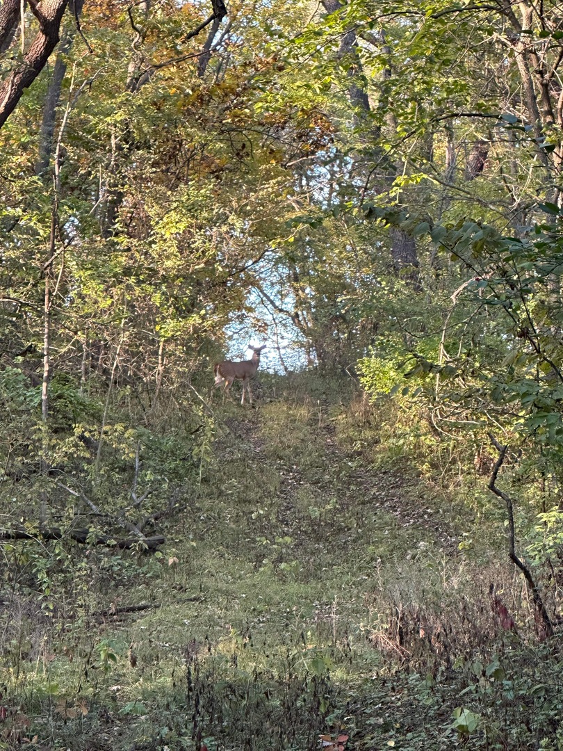0 River (52.0 Acres) Road Oregon, IL 61061 - Photo 7 of 19 Gallery Image 7