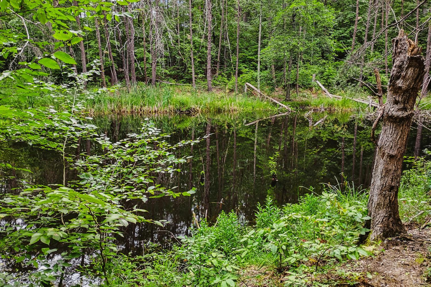 0 550 Mitchell Road Lynchburg, VA 24504 - Photo 5 of 36 Pond