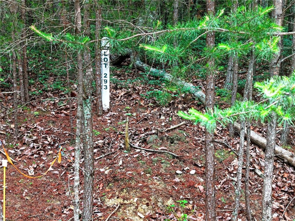 0 Ridgeside Court Jasper, GA 30143 - Photo 2 of 22 a plant view in yard