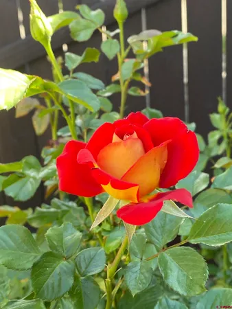 $339,900 | 1702 East MacArthur Avenue, Cortez, CO 81321