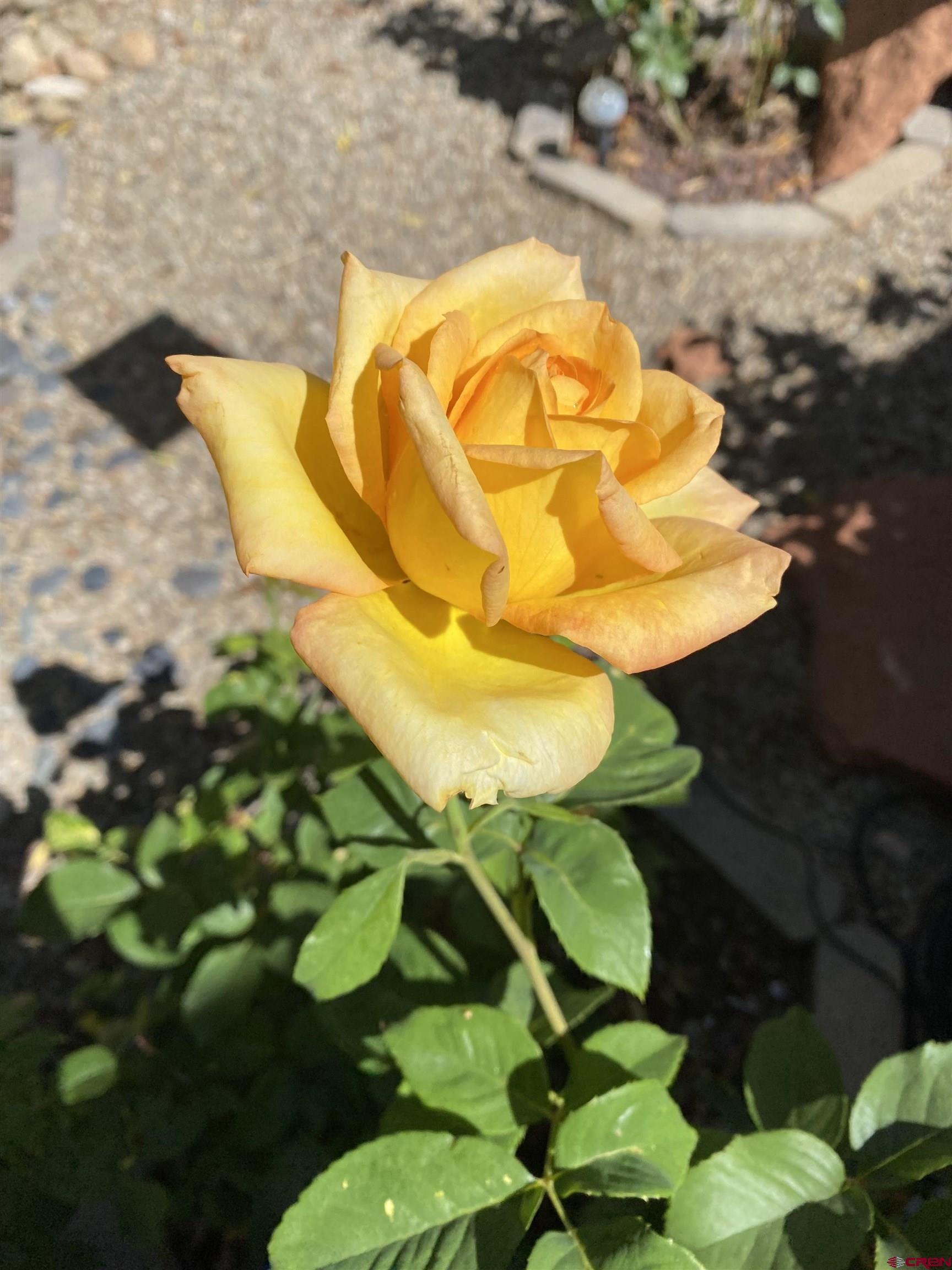 1702 East MacArthur Avenue Cortez, CO 81321 - Photo 39 of 42 a view of a swimming pool