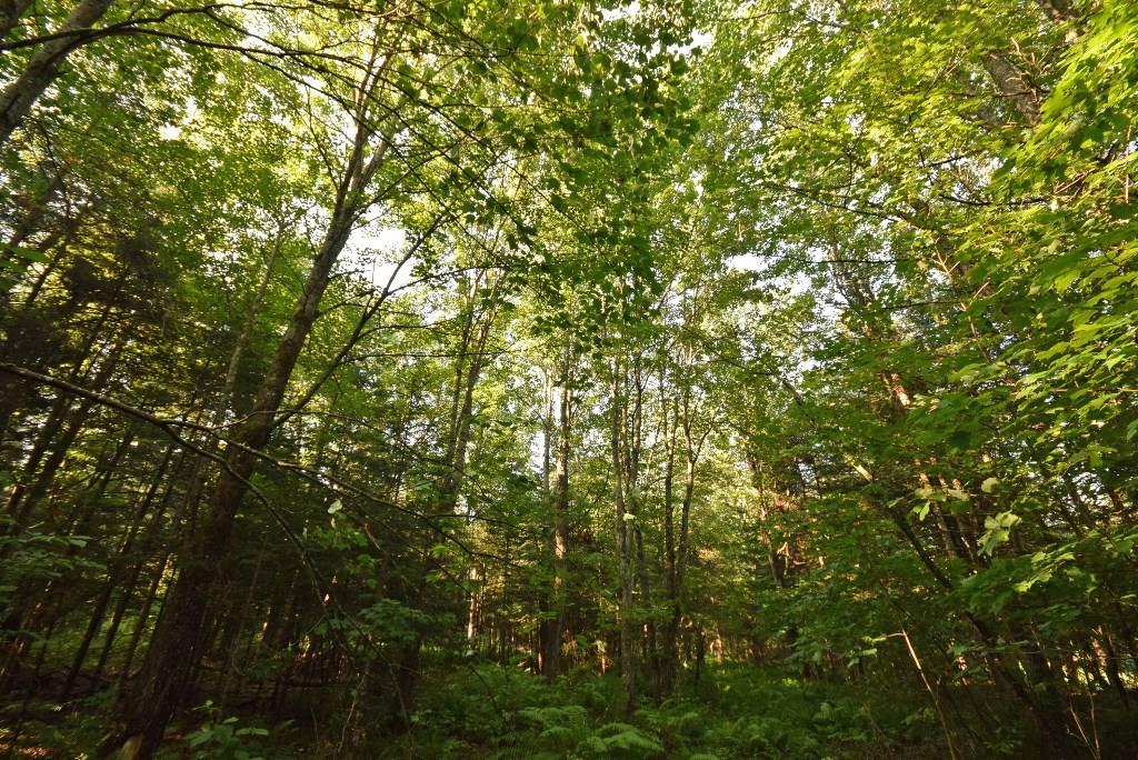 0 Back Parkman Road Abbot, ME 04406 - Photo 12 of 17 Maple Stand