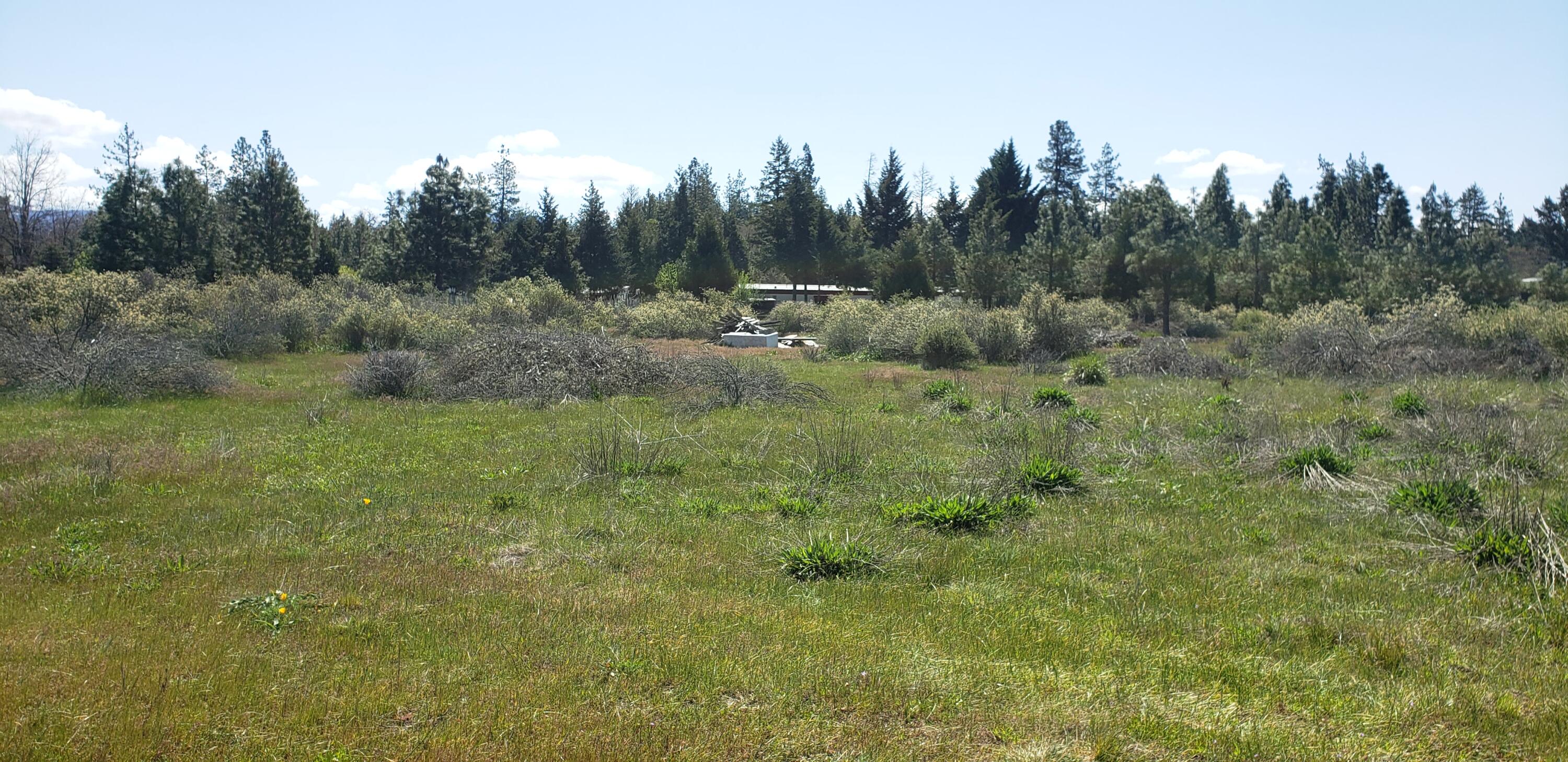 280 Turner Road Cave Junction, OR 97523 - Photo 35 of 38 Most of the vegetation is all native, provides sanctuary for smaller critters and birds.