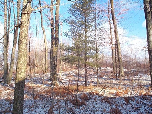 19643 5 Mile Road Reed City, MI 49677 - Photo 5 of 13 Additional Photo