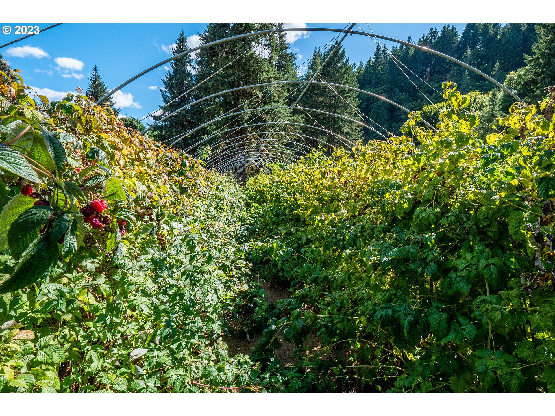 90609 Poodle Creek Road Noti, OR 97461 - Photo 16 of 36 Gallery Image 16