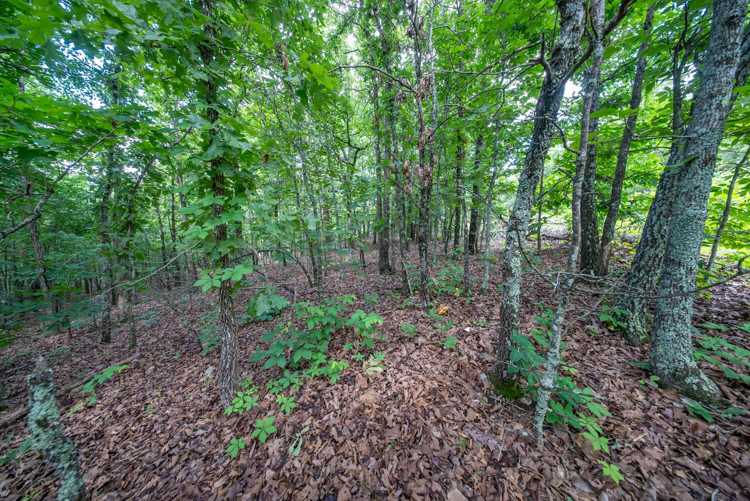 0 Ridgehaven Road Mammoth Spring, AR 72554 - Photo 9 of 23 10 acres018