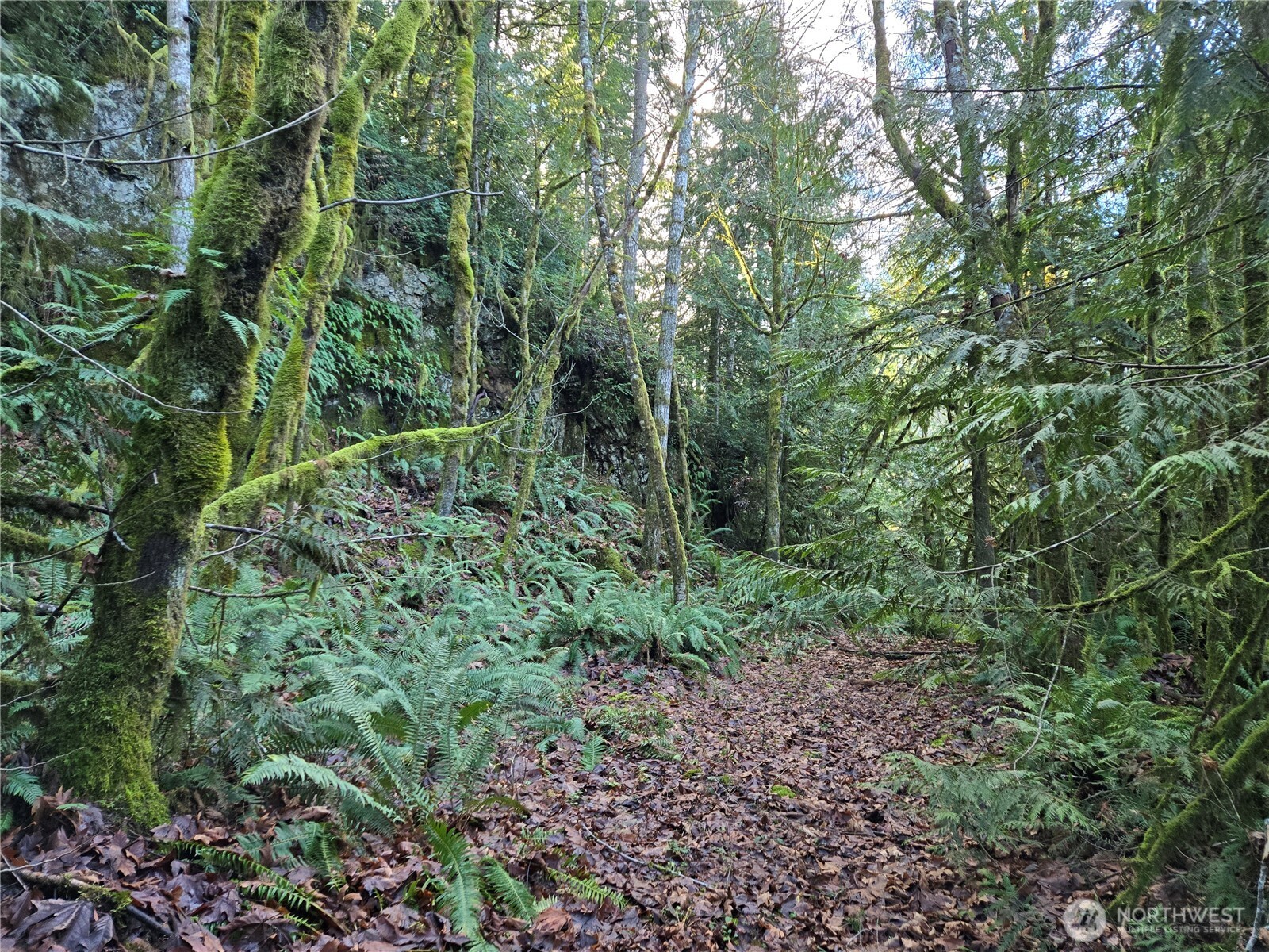 2-xxx Sand Dollar Road West Bremerton, WA 98312 - Photo 11 of 29 a view of a lush green forest