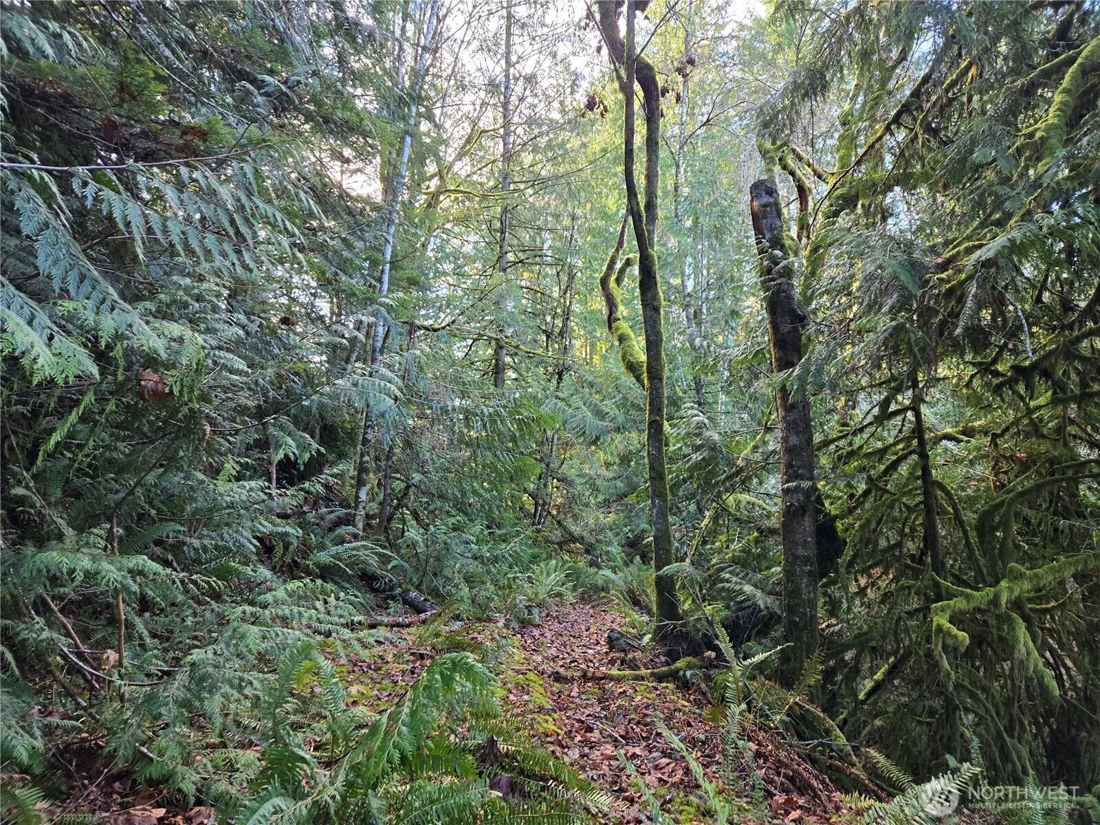 2-xxx Sand Dollar Road West Bremerton, WA 98312 - Photo 12 of 29 a view of a forest with lots of trees