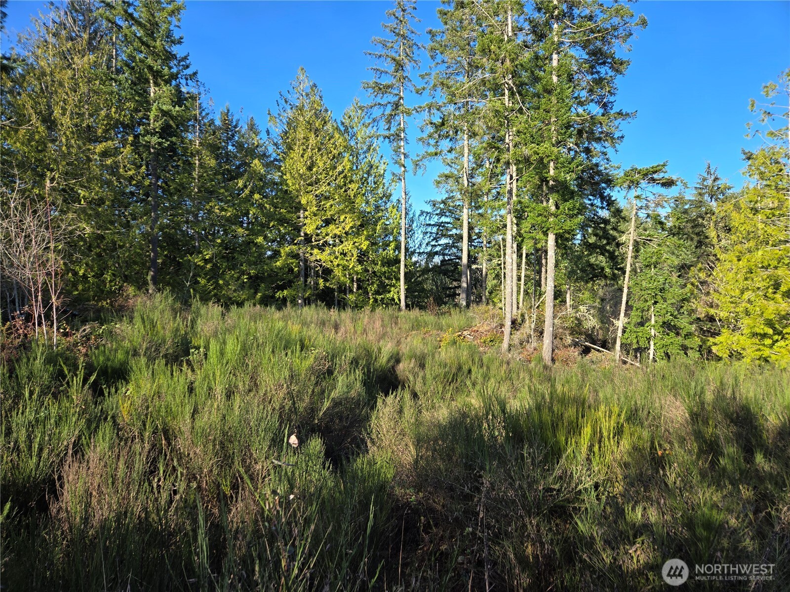 2-xxx Sand Dollar Road West Bremerton, WA 98312 - Photo 18 of 29 a view of backyard with green space