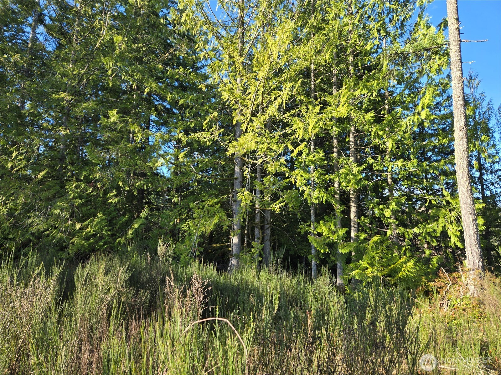 2-xxx Sand Dollar Road West Bremerton, WA 98312 - Photo 24 of 29 a view of a plant in a garden