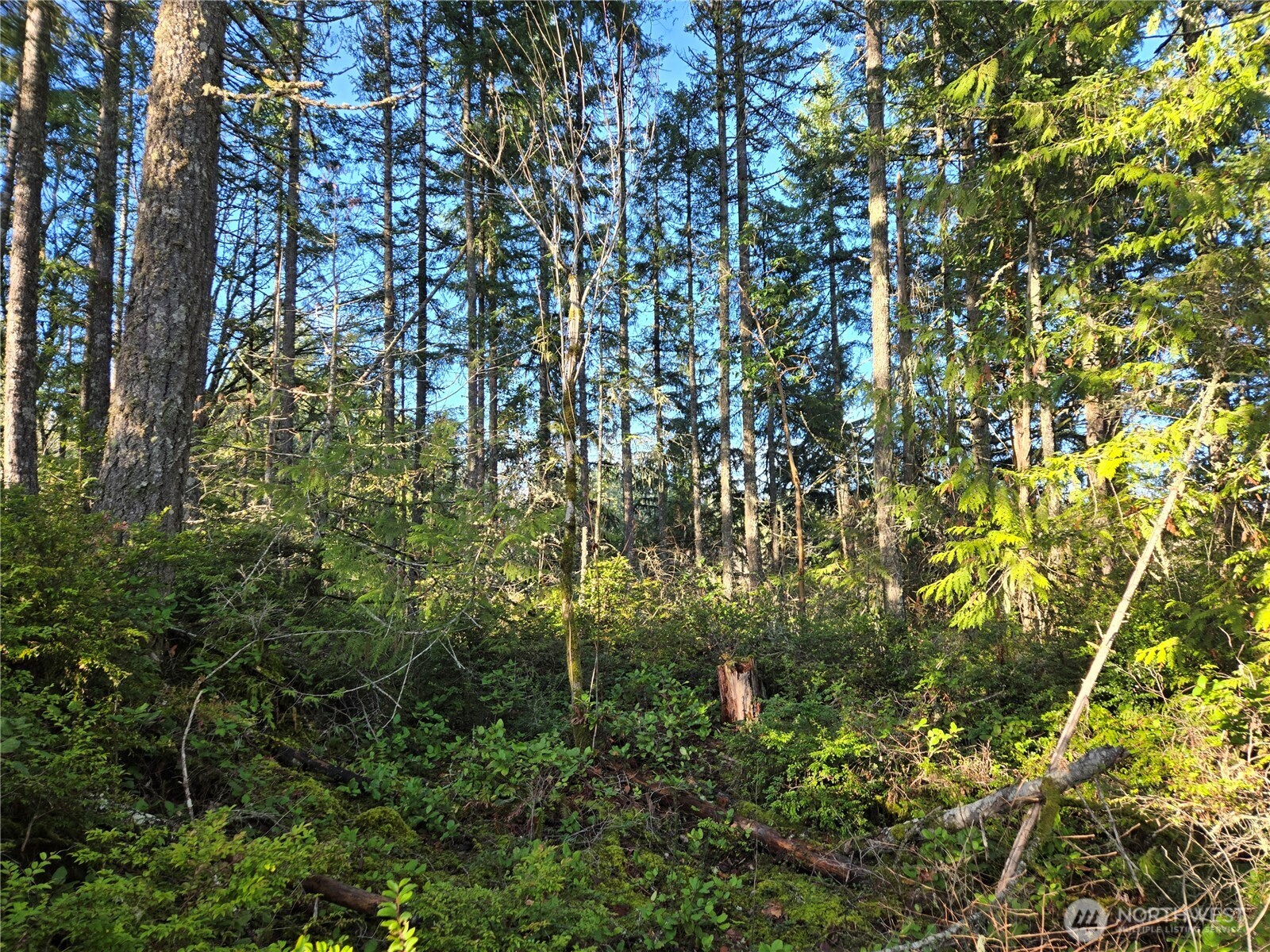 2-xxx Sand Dollar Road West Bremerton, WA 98312 - Photo 26 of 29 a view of a tree