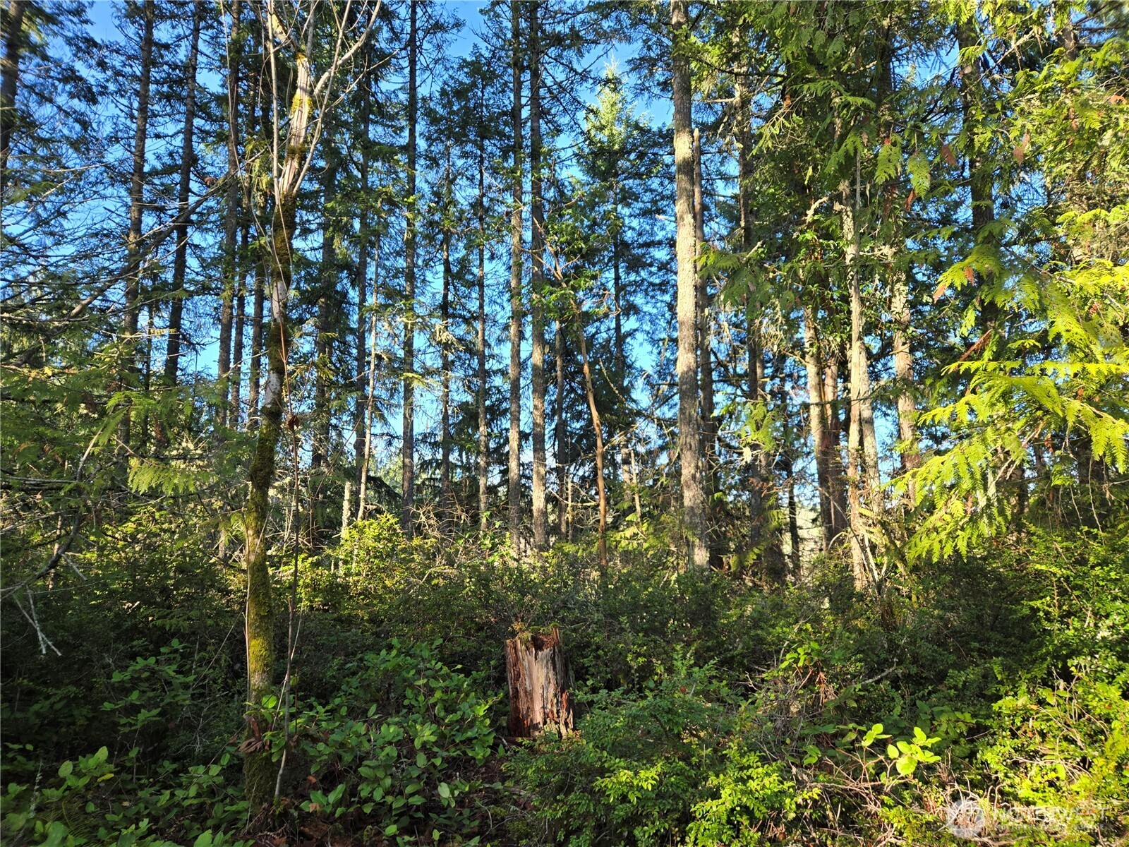2-xxx Sand Dollar Road West Bremerton, WA 98312 - Photo 28 of 29 a view of a tree