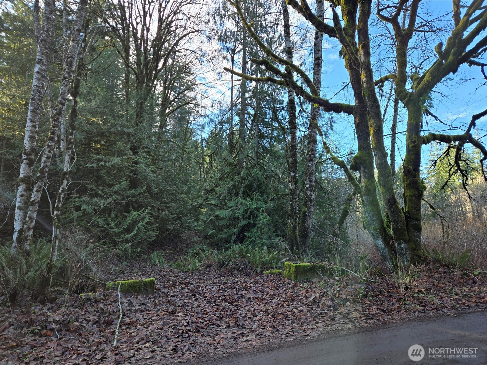 2-xxx Sand Dollar Road West Bremerton, WA 98312 - Photo 10 of 29 a view of a forest filled with trees