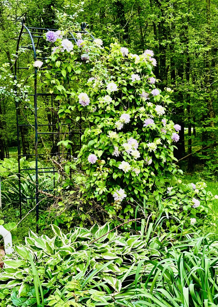 4996 Andrew Road Marion, IL 62959 - Photo 74 of 85 a view of a plant