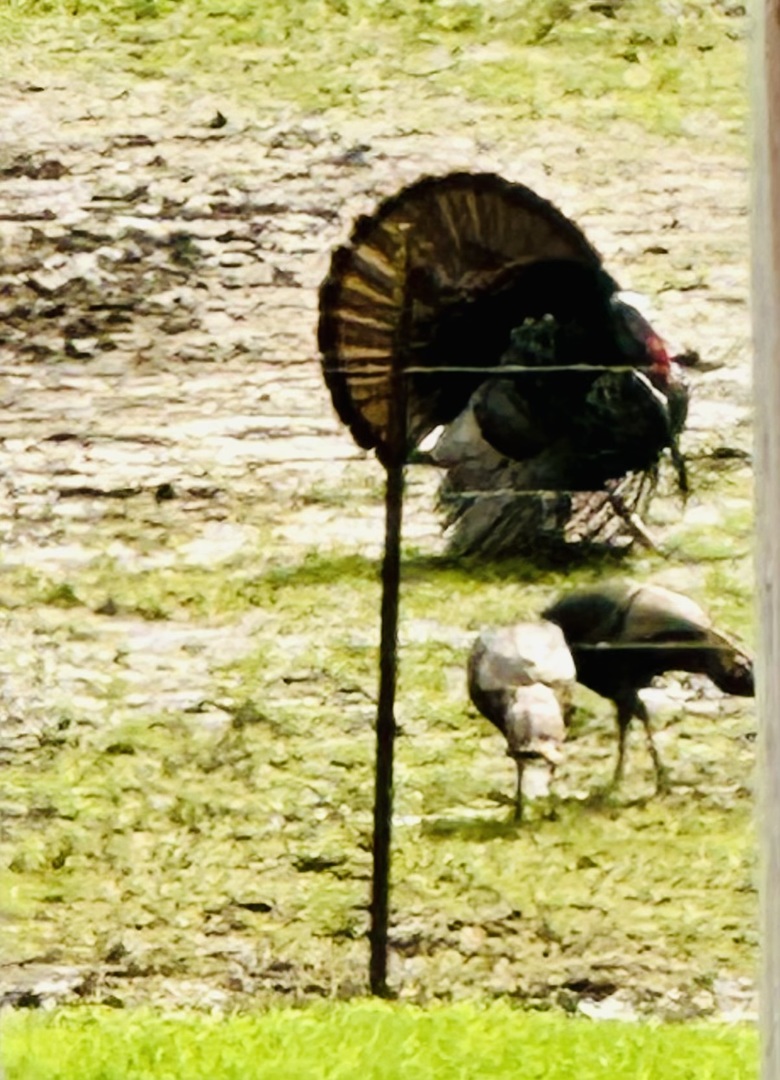 4996 Andrew Road Marion, IL 62959 - Photo 76 of 85 a view of ocean view