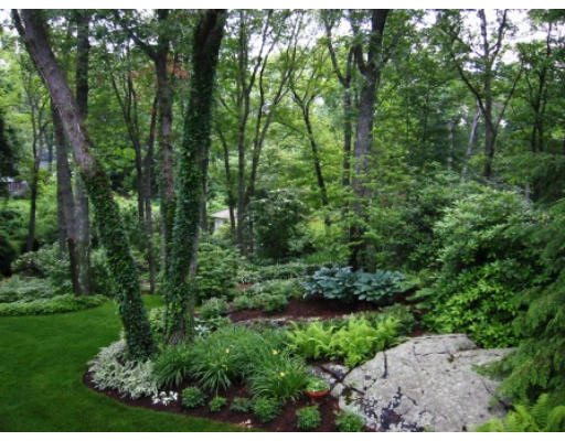 28 Norwich Road Wellesley, MA 02481 - Photo 14 of 14 a view of a lush green forest