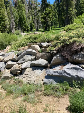 a view of a bunch of trees and some trees